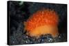 An Orange Sieve Cowry Crawling across Black Sand-Stocktrek Images-Stretched Canvas