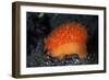 An Orange Sieve Cowry Crawling across Black Sand-Stocktrek Images-Framed Photographic Print