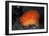 An Orange Sieve Cowry Crawling across Black Sand-Stocktrek Images-Framed Photographic Print