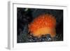 An Orange Sieve Cowry Crawling across Black Sand-Stocktrek Images-Framed Photographic Print