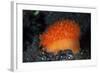 An Orange Sieve Cowry Crawling across Black Sand-Stocktrek Images-Framed Photographic Print