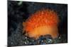 An Orange Sieve Cowry Crawling across Black Sand-Stocktrek Images-Mounted Photographic Print