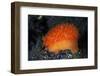 An Orange Sieve Cowry Crawling across Black Sand-Stocktrek Images-Framed Photographic Print