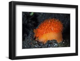 An Orange Sieve Cowry Crawling across Black Sand-Stocktrek Images-Framed Photographic Print