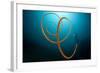 An Orange Wire Coral, Lembeh Strait, Indonesia-null-Framed Photographic Print