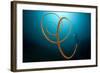 An Orange Wire Coral, Lembeh Strait, Indonesia-null-Framed Photographic Print