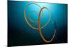 An Orange Wire Coral, Lembeh Strait, Indonesia-null-Mounted Photographic Print