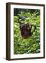 An Orangutan (Pongo Pygmaeus) at the Sepilok Orangutan Rehabilitation Center-Craig Lovell-Framed Premium Photographic Print