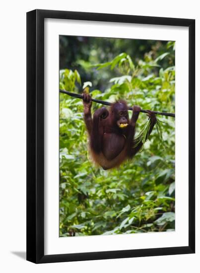 An Orangutan (Pongo Pygmaeus) at the Sepilok Orangutan Rehabilitation Center-Craig Lovell-Framed Premium Photographic Print