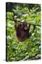 An Orangutan (Pongo Pygmaeus) at the Sepilok Orangutan Rehabilitation Center-Craig Lovell-Stretched Canvas