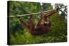 An Orangutan (Pongo Pygmaeus) at the Sepilok Orangutan Rehabilitation Center-Craig Lovell-Stretched Canvas