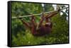 An Orangutan (Pongo Pygmaeus) at the Sepilok Orangutan Rehabilitation Center-Craig Lovell-Framed Stretched Canvas