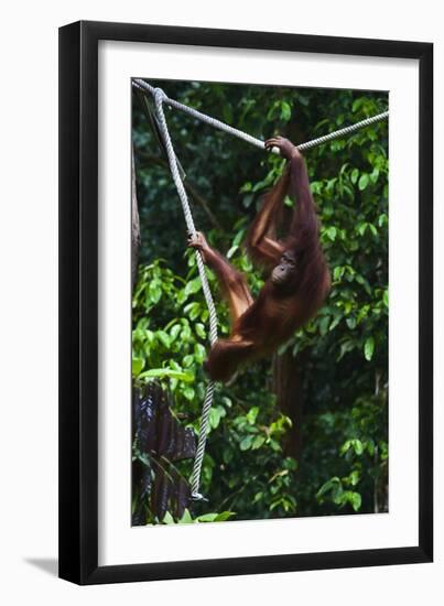 An Orangutan (Pongo Pygmaeus) at the Sepilok Orangutan Rehabilitation Center-Craig Lovell-Framed Premium Photographic Print