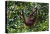 An Orangutan (Pongo Pygmaeus) at the Sepilok Orangutan Rehabilitation Center-Craig Lovell-Stretched Canvas