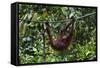 An Orangutan (Pongo Pygmaeus) at the Sepilok Orangutan Rehabilitation Center-Craig Lovell-Framed Stretched Canvas