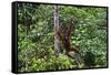 An Orangutan (Pongo Pygmaeus) at the Sepilok Orangutan Rehabilitation Center-Craig Lovell-Framed Stretched Canvas