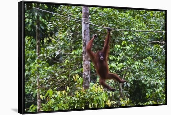 An Orangutan (Pongo Pygmaeus) at the Sepilok Orangutan Rehabilitation Center-Craig Lovell-Framed Stretched Canvas