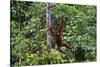 An Orangutan (Pongo Pygmaeus) at the Sepilok Orangutan Rehabilitation Center-Craig Lovell-Stretched Canvas