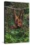 An Orangutan (Pongo Pygmaeus) at the Sepilok Orangutan Rehabilitation Center-Craig Lovell-Stretched Canvas