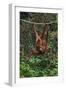 An Orangutan (Pongo Pygmaeus) at the Sepilok Orangutan Rehabilitation Center-Craig Lovell-Framed Premium Photographic Print