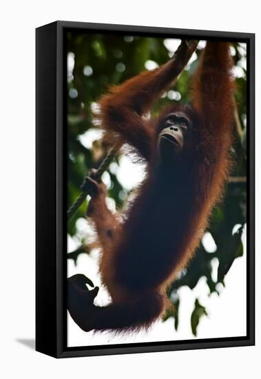 An Orangutan (Pongo Pygmaeus) at the Sepilok Orangutan Rehabilitation Center-Craig Lovell-Framed Stretched Canvas