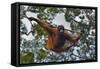 An Orangutan (Pongo Pygmaeus) at the Sepilok Orangutan Rehabilitation Center-Craig Lovell-Framed Stretched Canvas