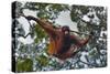 An Orangutan (Pongo Pygmaeus) at the Sepilok Orangutan Rehabilitation Center-Craig Lovell-Stretched Canvas