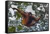 An Orangutan (Pongo Pygmaeus) at the Sepilok Orangutan Rehabilitation Center-Craig Lovell-Framed Stretched Canvas