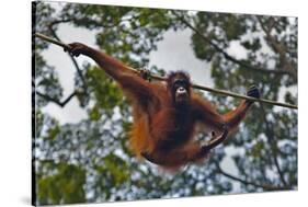 An Orangutan (Pongo Pygmaeus) at the Sepilok Orangutan Rehabilitation Center-Craig Lovell-Stretched Canvas