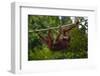 An Orangutan (Pongo Pygmaeus) at the Sepilok Orangutan Rehabilitation Center-Craig Lovell-Framed Premium Photographic Print