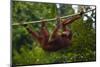 An Orangutan (Pongo Pygmaeus) at the Sepilok Orangutan Rehabilitation Center-Craig Lovell-Mounted Premium Photographic Print