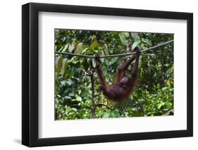 An Orangutan (Pongo Pygmaeus) at the Sepilok Orangutan Rehabilitation Center-Craig Lovell-Framed Premium Photographic Print