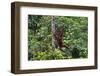 An Orangutan (Pongo Pygmaeus) at the Sepilok Orangutan Rehabilitation Center-Craig Lovell-Framed Premium Photographic Print