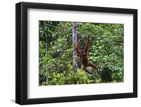 An Orangutan (Pongo Pygmaeus) at the Sepilok Orangutan Rehabilitation Center-Craig Lovell-Framed Premium Photographic Print