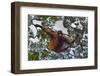 An Orangutan (Pongo Pygmaeus) at the Sepilok Orangutan Rehabilitation Center-Craig Lovell-Framed Premium Photographic Print