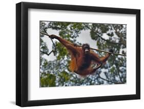 An Orangutan (Pongo Pygmaeus) at the Sepilok Orangutan Rehabilitation Center-Craig Lovell-Framed Premium Photographic Print