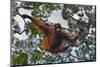 An Orangutan (Pongo Pygmaeus) at the Sepilok Orangutan Rehabilitation Center-Craig Lovell-Mounted Premium Photographic Print