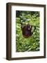 An Orangutan (Pongo Pygmaeus) at the Sepilok Orangutan Rehabilitation Center-Craig Lovell-Framed Photographic Print