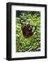 An Orangutan (Pongo Pygmaeus) at the Sepilok Orangutan Rehabilitation Center-Craig Lovell-Framed Photographic Print