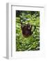 An Orangutan (Pongo Pygmaeus) at the Sepilok Orangutan Rehabilitation Center-Craig Lovell-Framed Photographic Print