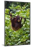 An Orangutan (Pongo Pygmaeus) at the Sepilok Orangutan Rehabilitation Center-Craig Lovell-Mounted Photographic Print