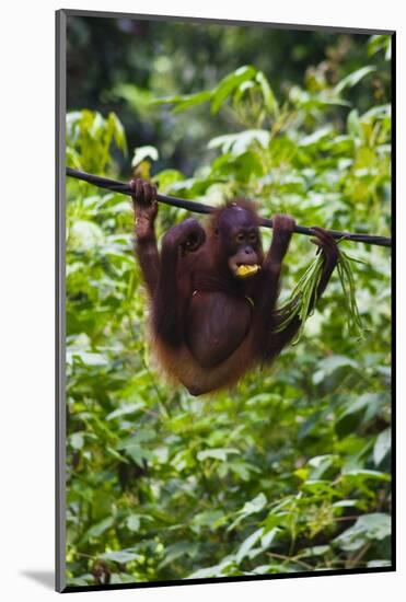 An Orangutan (Pongo Pygmaeus) at the Sepilok Orangutan Rehabilitation Center-Craig Lovell-Mounted Photographic Print