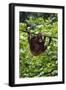 An Orangutan (Pongo Pygmaeus) at the Sepilok Orangutan Rehabilitation Center-Craig Lovell-Framed Photographic Print