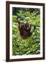 An Orangutan (Pongo Pygmaeus) at the Sepilok Orangutan Rehabilitation Center-Craig Lovell-Framed Photographic Print