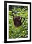 An Orangutan (Pongo Pygmaeus) at the Sepilok Orangutan Rehabilitation Center-Craig Lovell-Framed Photographic Print