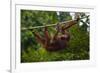 An Orangutan (Pongo Pygmaeus) at the Sepilok Orangutan Rehabilitation Center-Craig Lovell-Framed Photographic Print