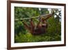 An Orangutan (Pongo Pygmaeus) at the Sepilok Orangutan Rehabilitation Center-Craig Lovell-Framed Photographic Print