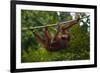 An Orangutan (Pongo Pygmaeus) at the Sepilok Orangutan Rehabilitation Center-Craig Lovell-Framed Photographic Print