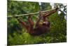 An Orangutan (Pongo Pygmaeus) at the Sepilok Orangutan Rehabilitation Center-Craig Lovell-Mounted Photographic Print