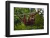 An Orangutan (Pongo Pygmaeus) at the Sepilok Orangutan Rehabilitation Center-Craig Lovell-Framed Photographic Print